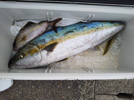 船ジギング釣り果